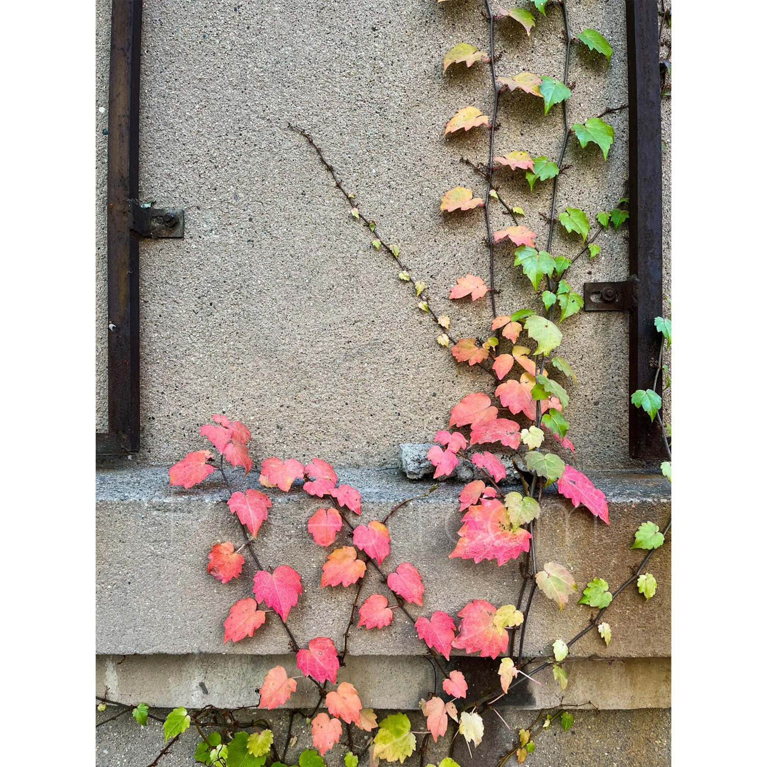 Boston Ivy Seeds