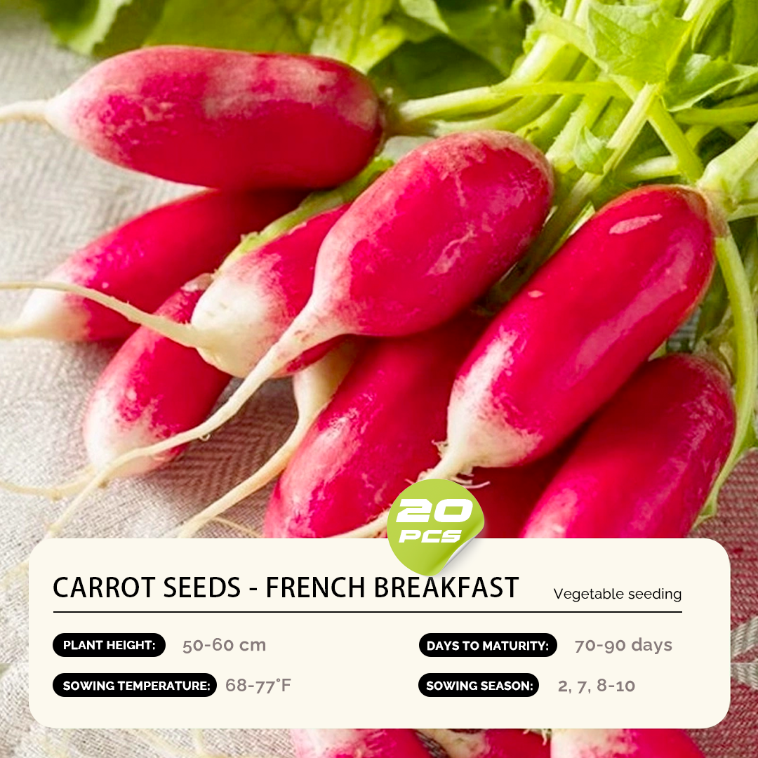 Carrot Seeds - Year-Round Balcony Gardening