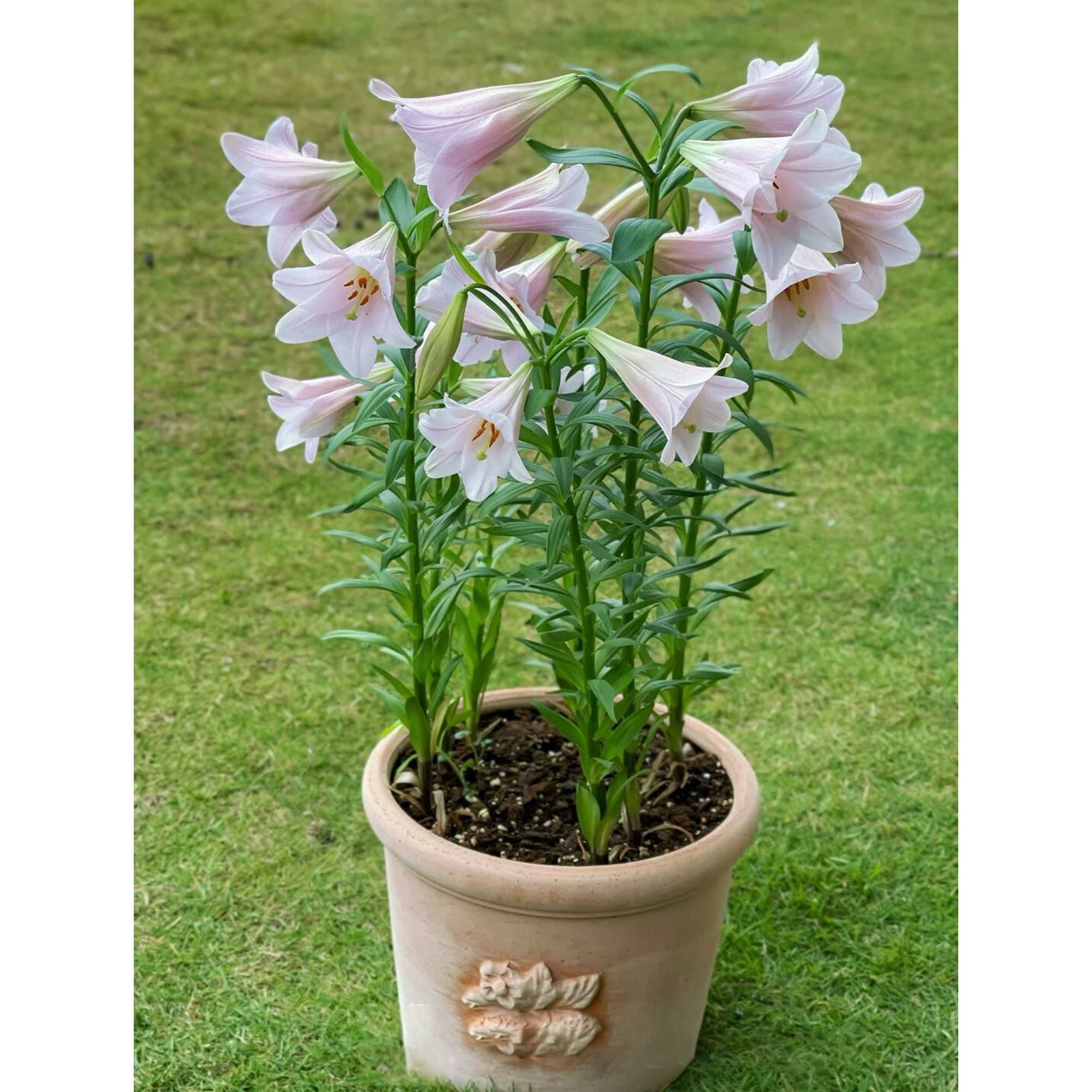 LO Lily Bulbs - Magnefique