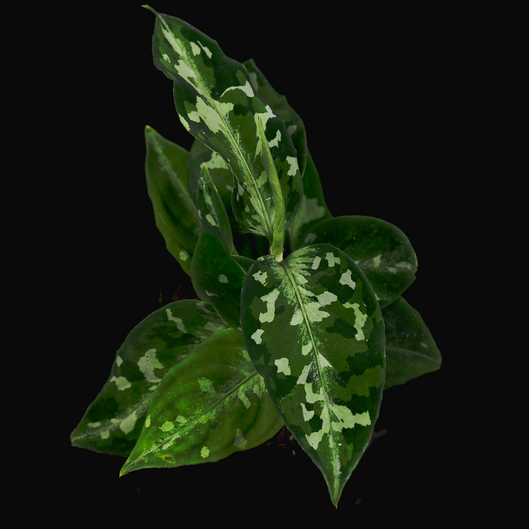 Sumatra Aglaonema pictum - Camouflage