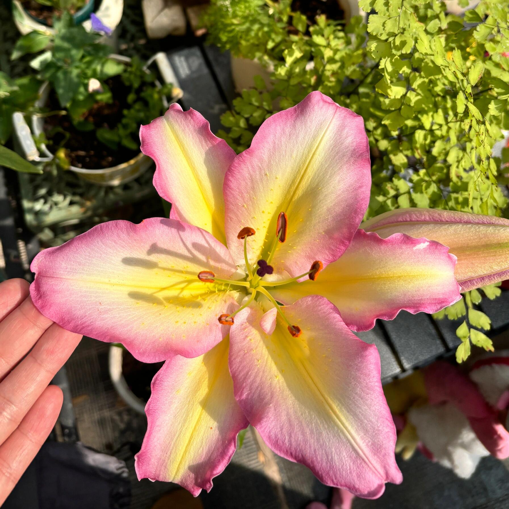 Lily Bulbs - Captain Tricolore