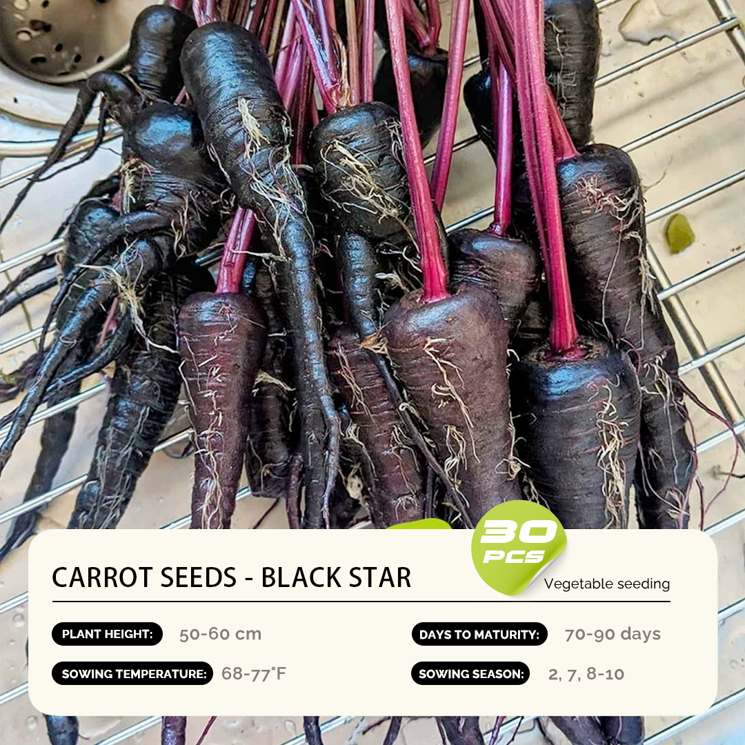 Carrot Seeds - Year-Round Balcony Gardening