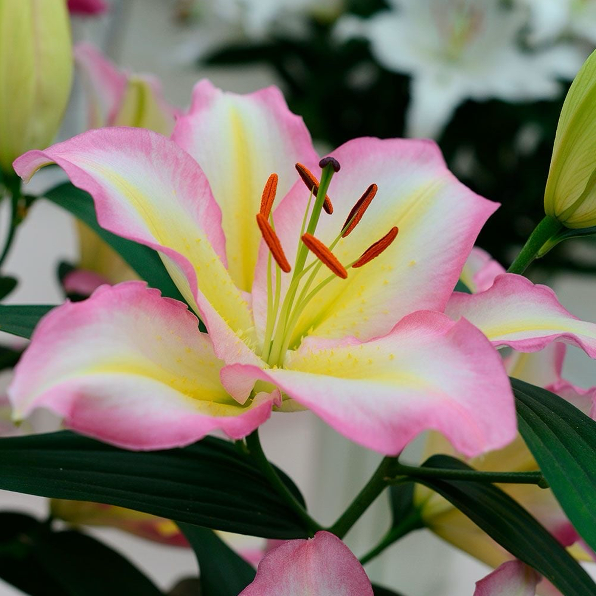 Lily Bulbs - Captain Tricolore
