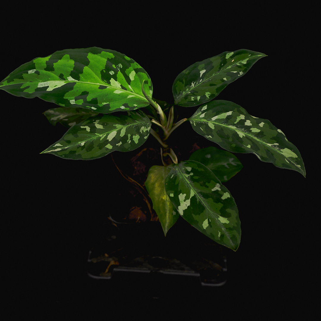 Sumatra Aglaonema pictum - Camouflage