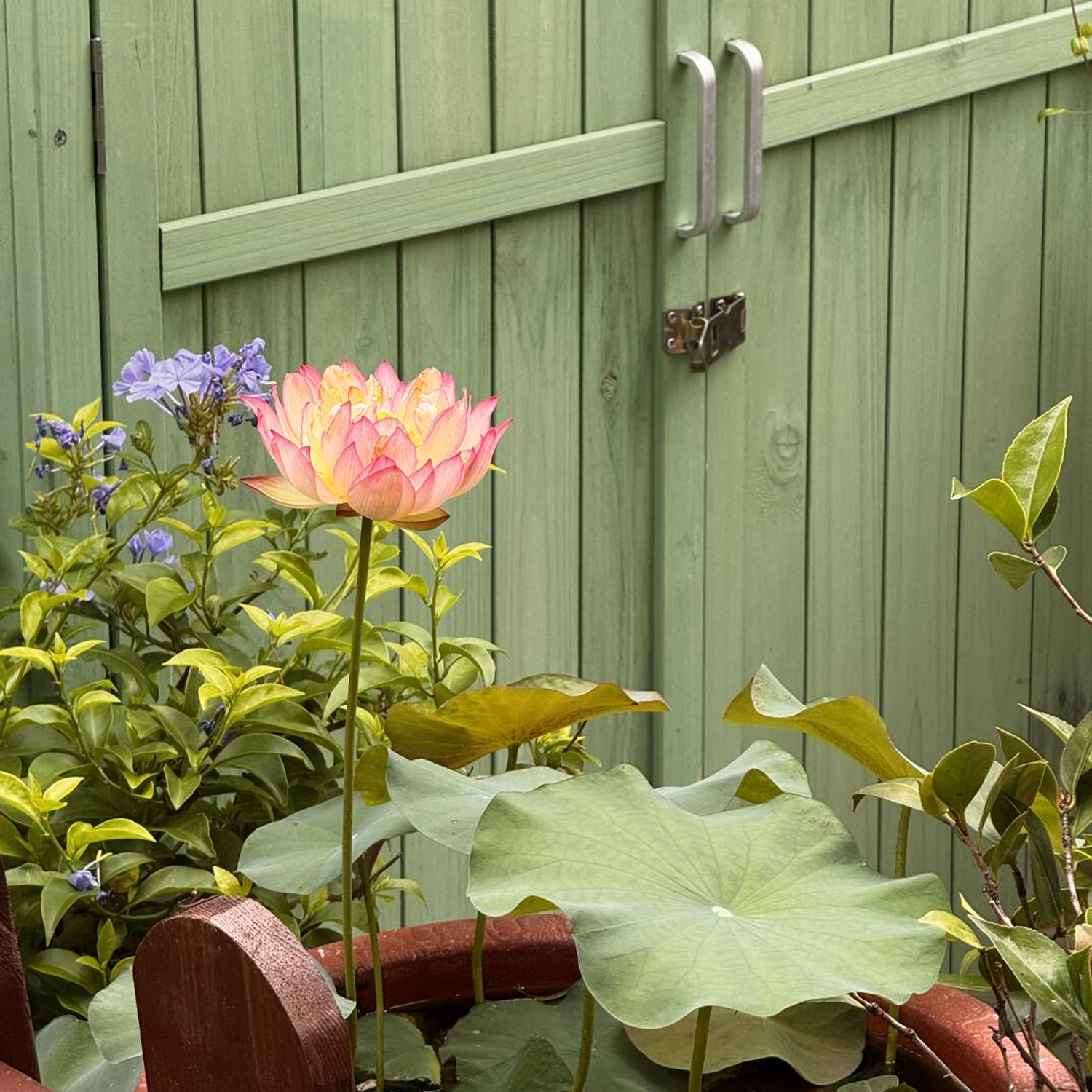 Midi Bowl Lotus Rhizome – Affection
