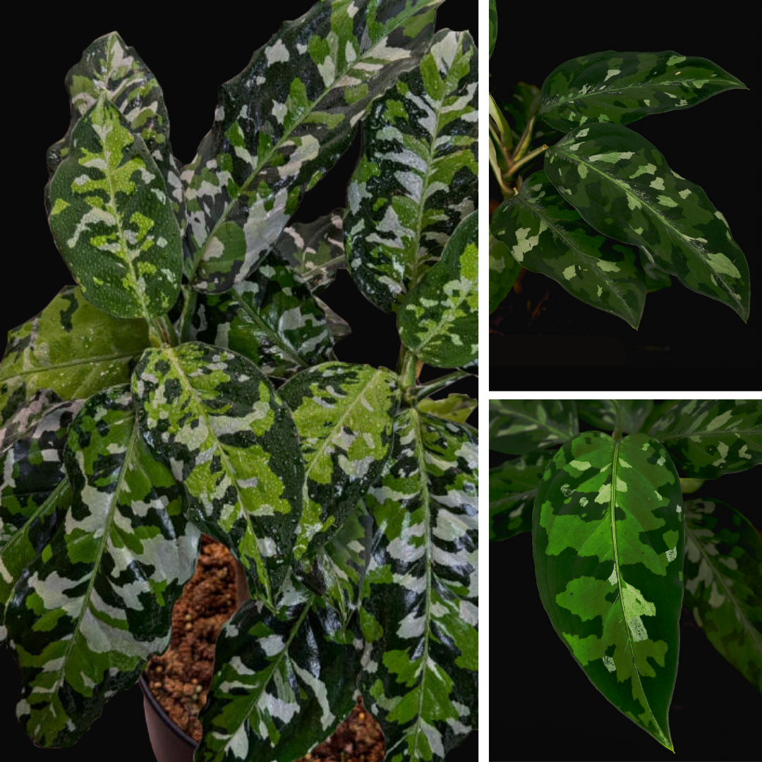Sumatra Aglaonema pictum - Camouflage