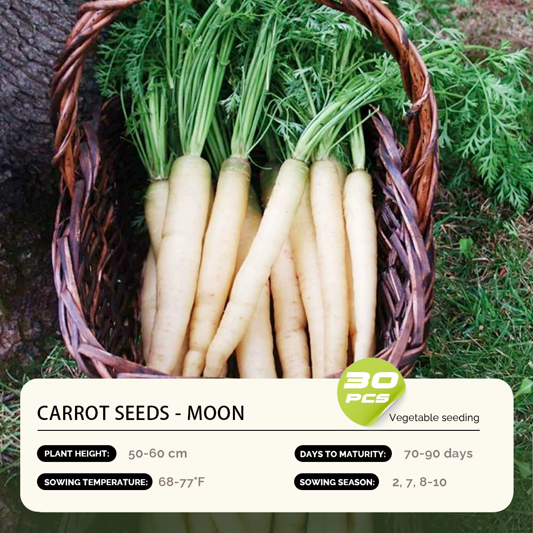 Carrot Seeds - Year-Round Balcony Gardening