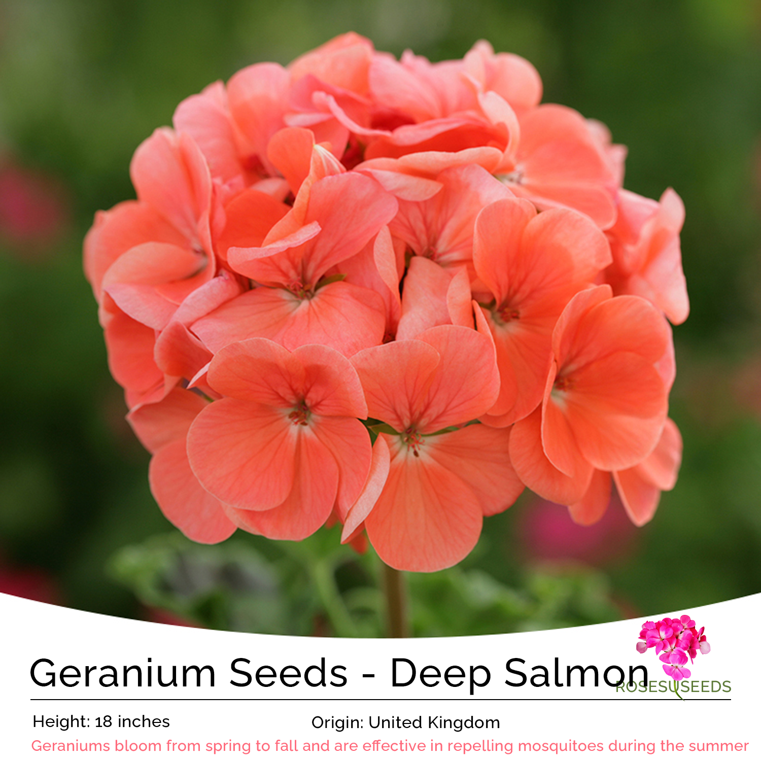 Geranium Seeds - Deep Salmon
