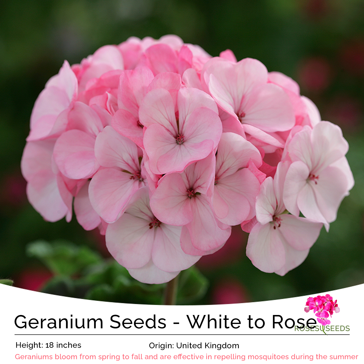 Geranium Seeds - White to Rose