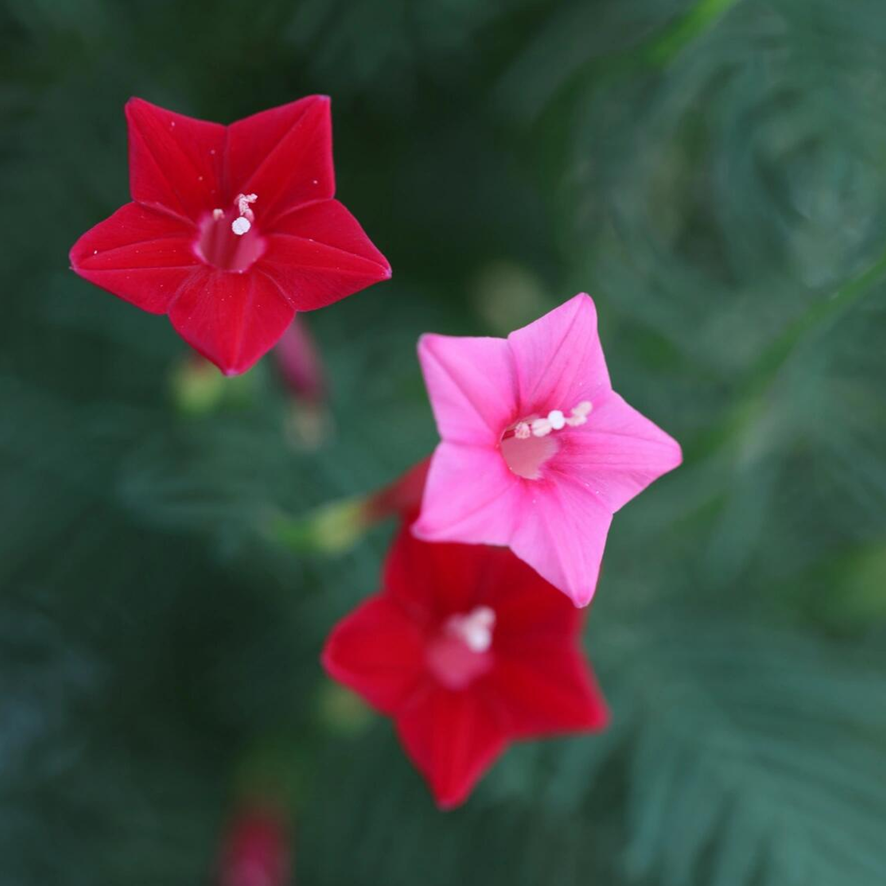 Morning Glory Seeds - Cypress Vine Pink