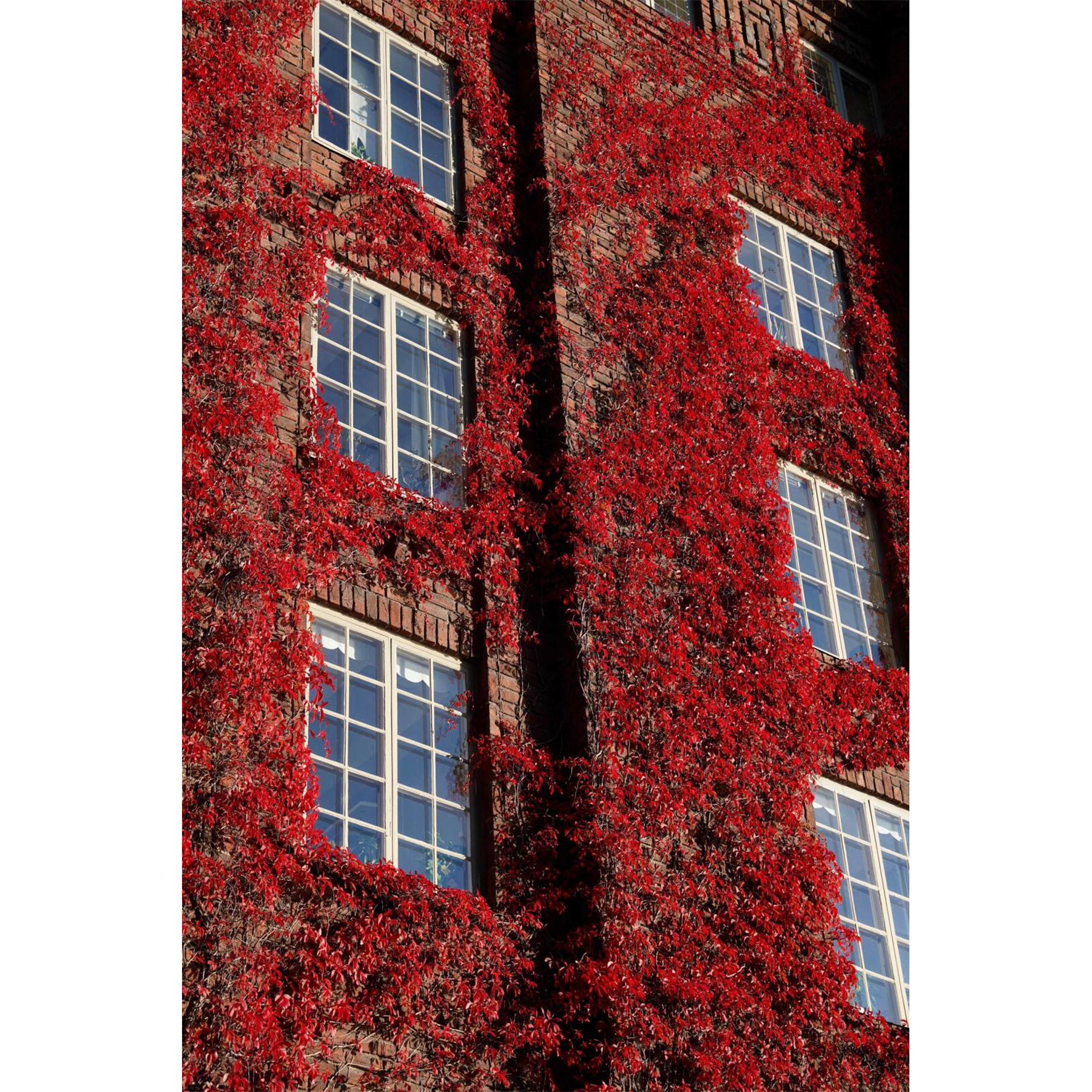 Boston Ivy Seeds