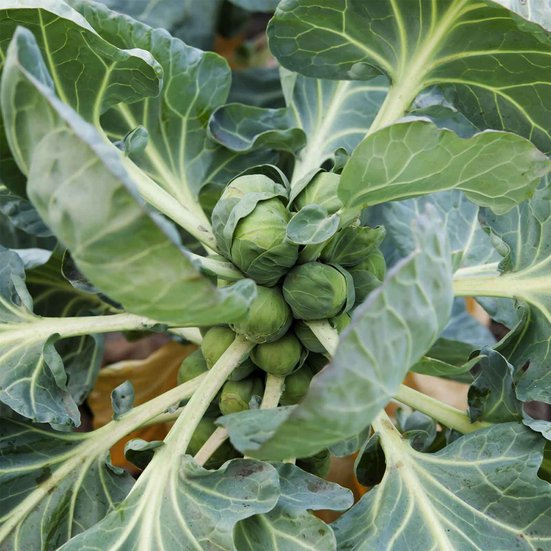 Brussels Sprouts Seeds - Long Island Improved