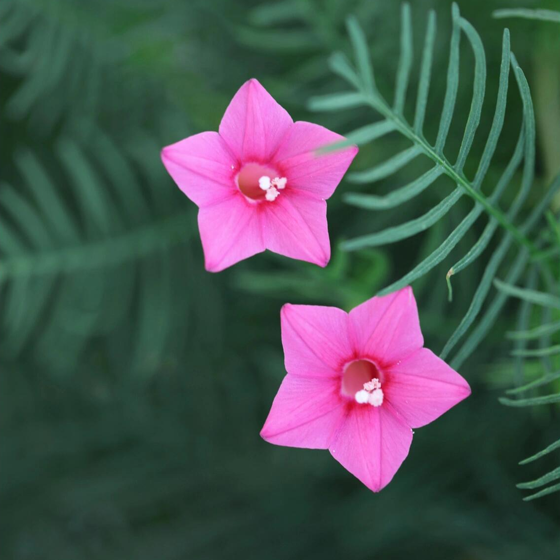 Morning Glory Seeds - Cypress Vine Pink