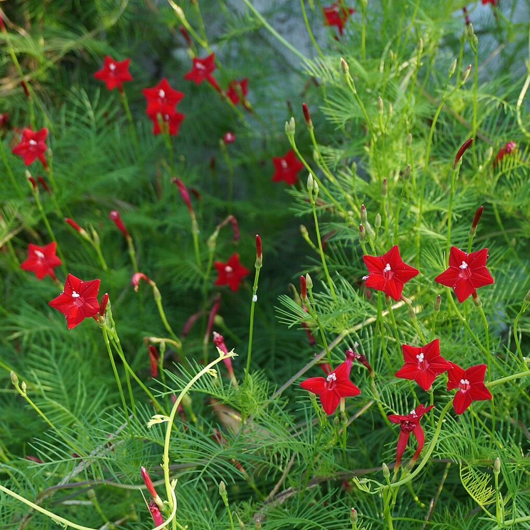 Morning Glory Seeds - Cypress Vine Red