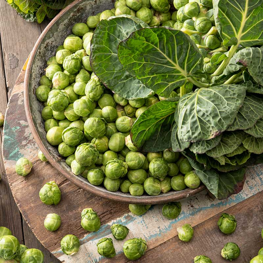 Brussels Sprouts Seeds - Long Island Improved