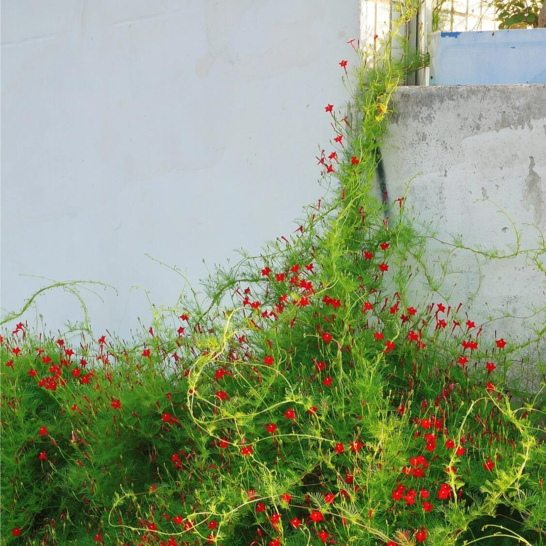 Morning Glory Seeds - Cypress Vine Red