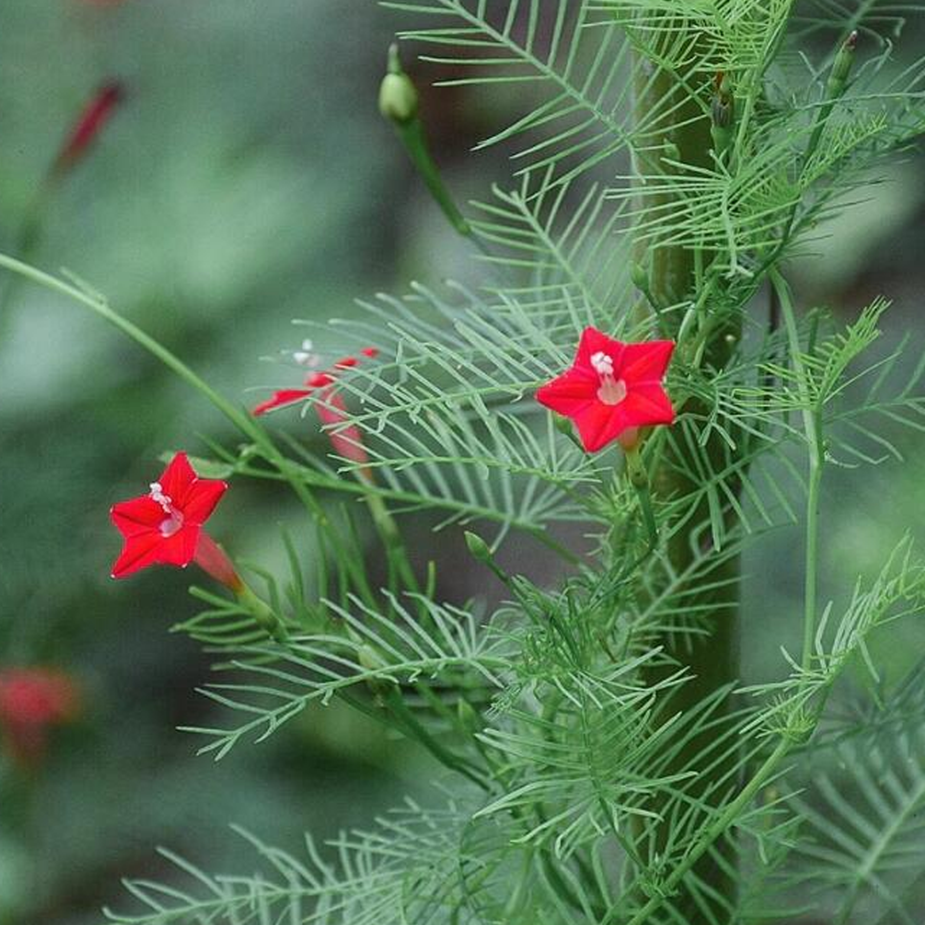 Morning Glory Seeds - Cypress Vine Red