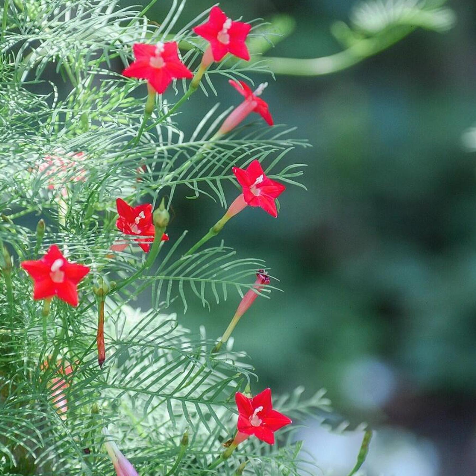 Morning Glory Seeds - Cypress Vine Red