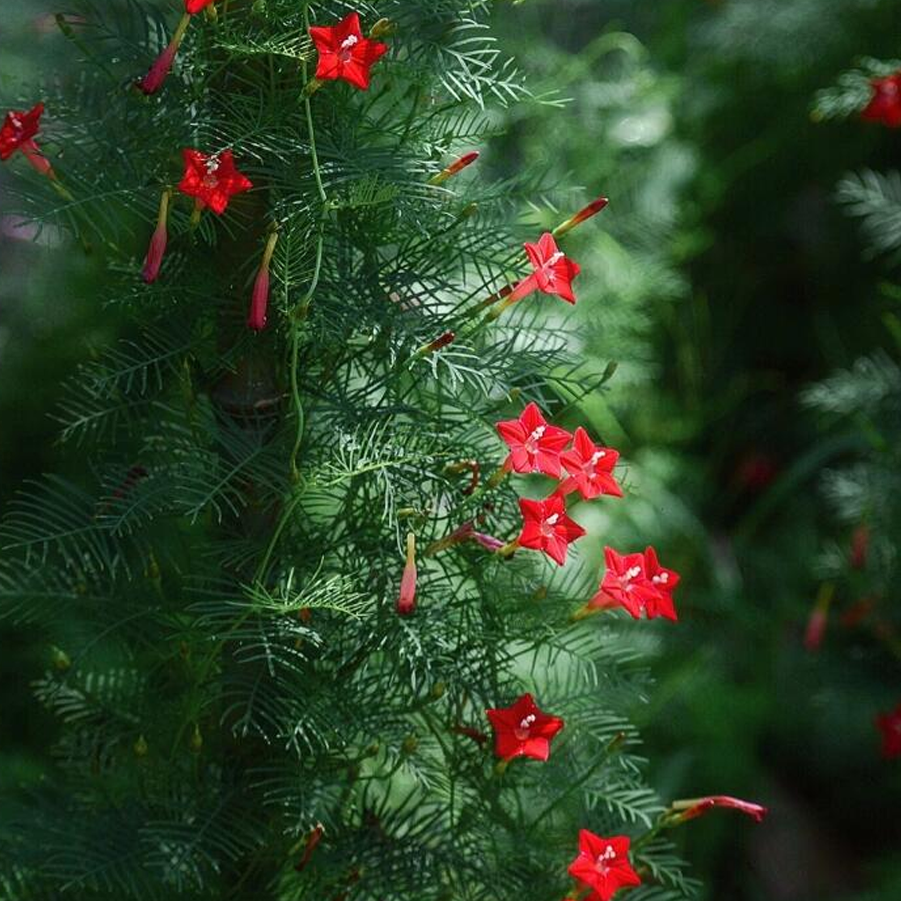 Morning Glory Seeds - Cypress Vine Red