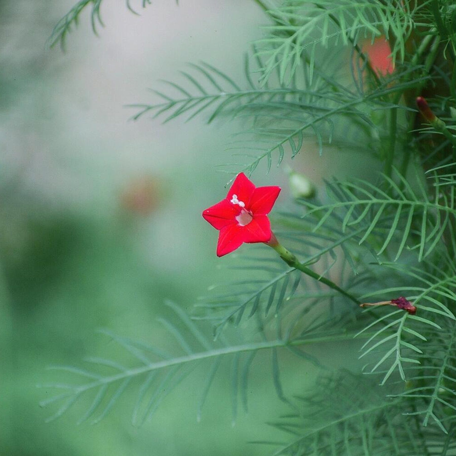 Morning Glory Seeds - Cypress Vine Red