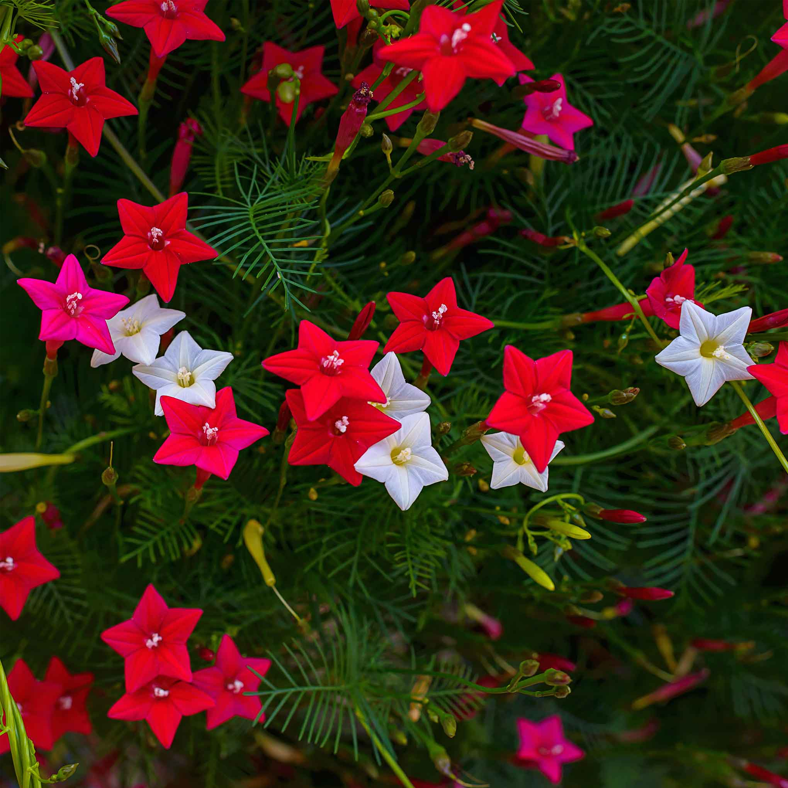 Morning Glory Seeds - Cypress Vine Mix