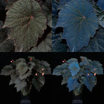 Begonia U485