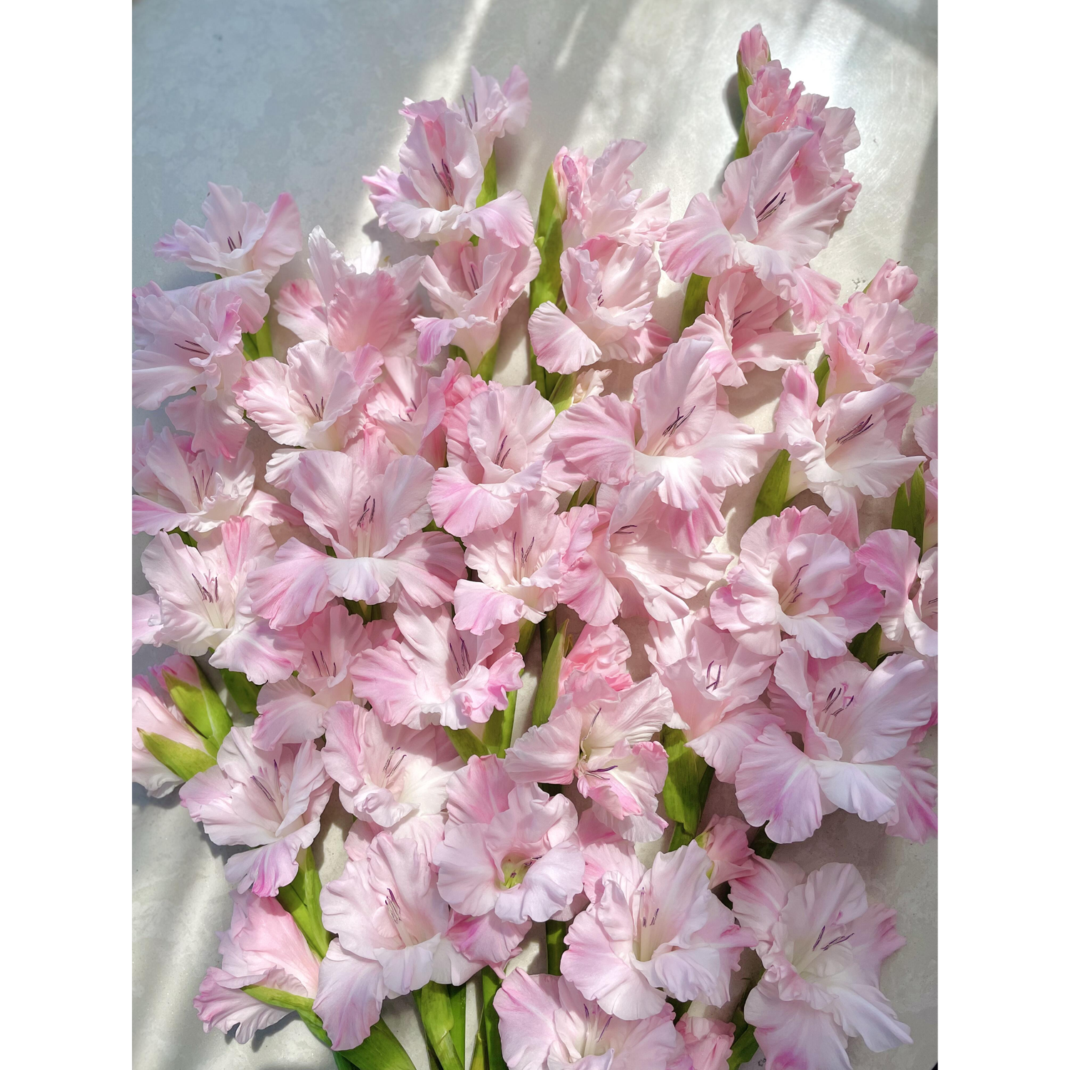 Gladiolus Flower Bulbs - Pink Lightning
