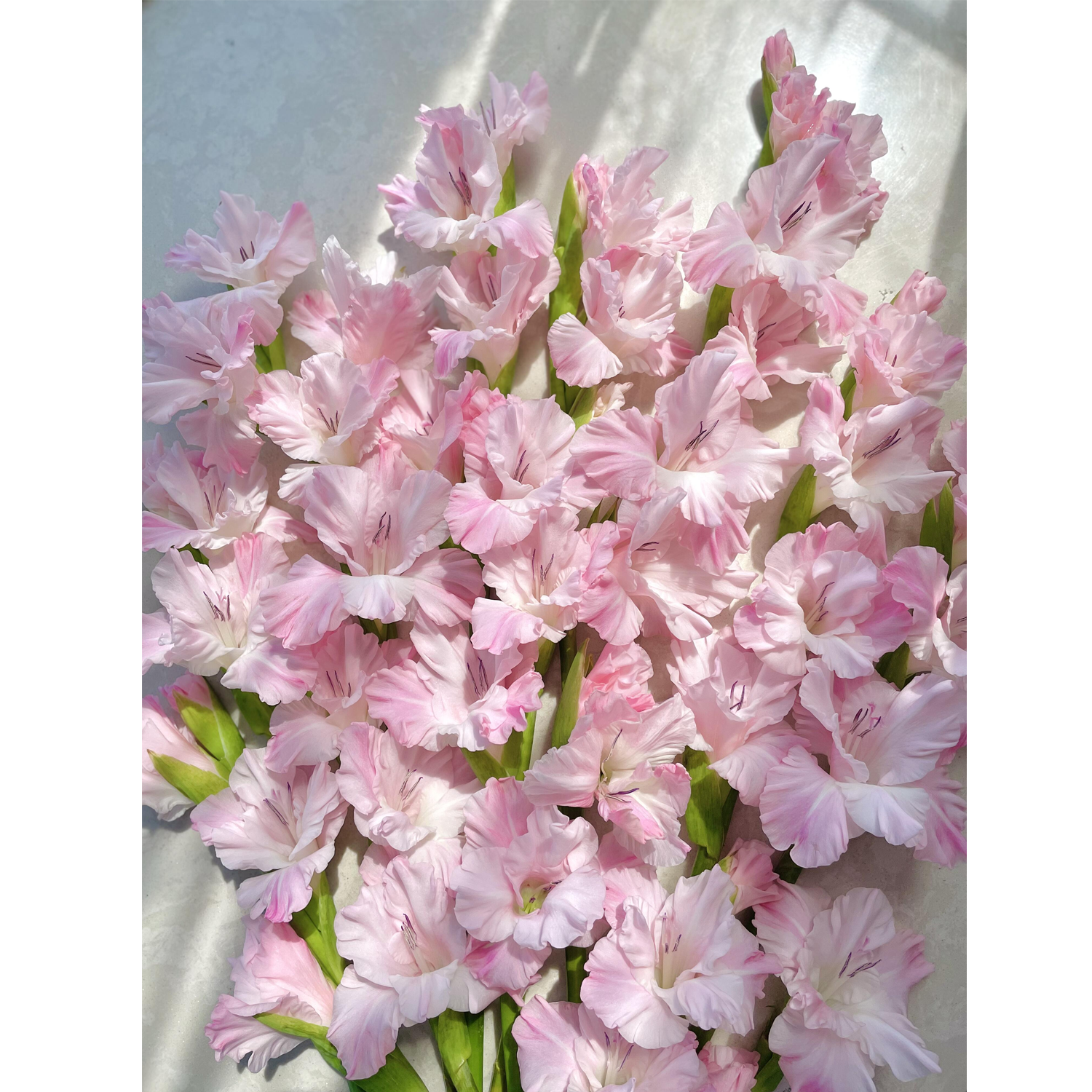 Gladiolus Flower Bulbs - Pink Lightning