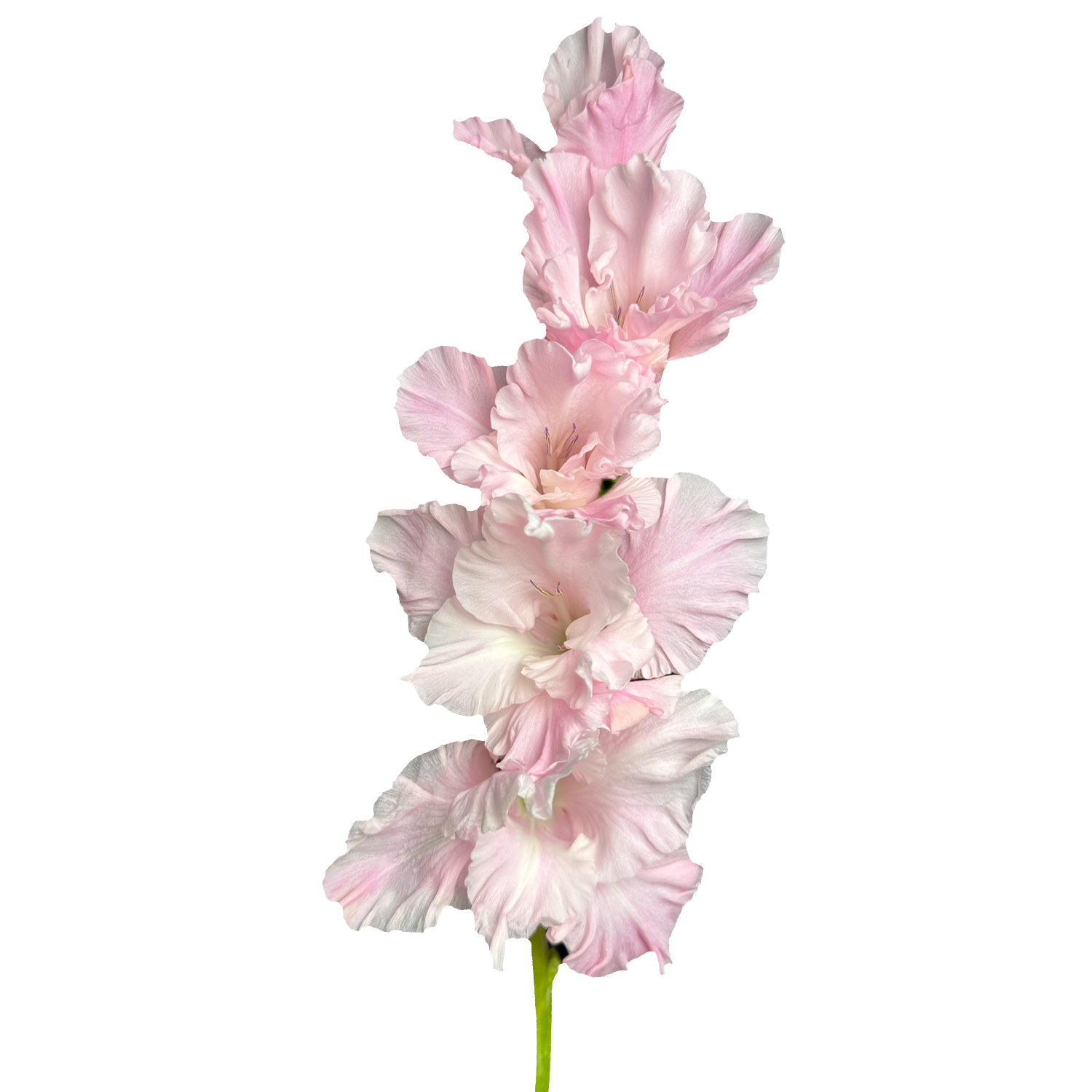 Gladiolus Flower Bulbs - Pink Lightning