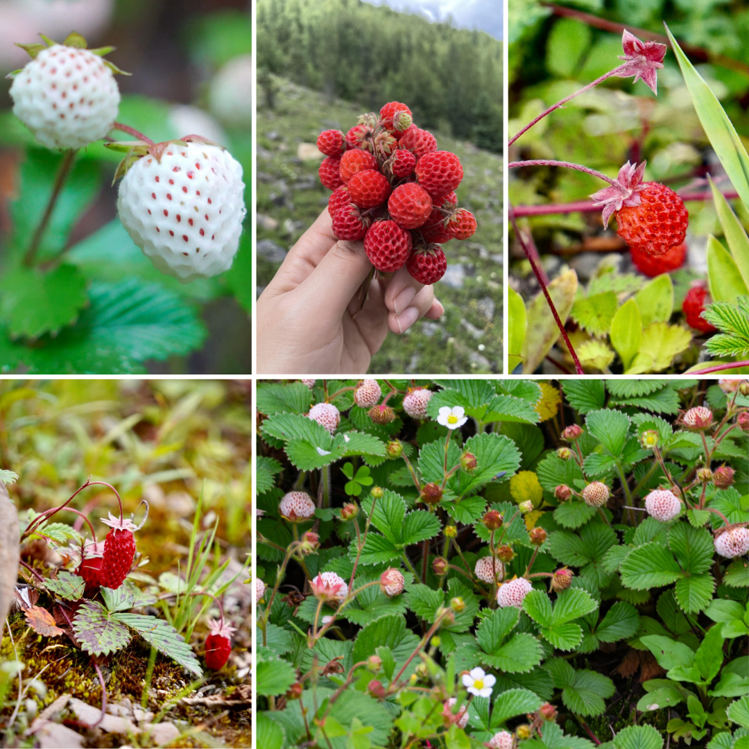 Wild Strawberry Roots - Mixed