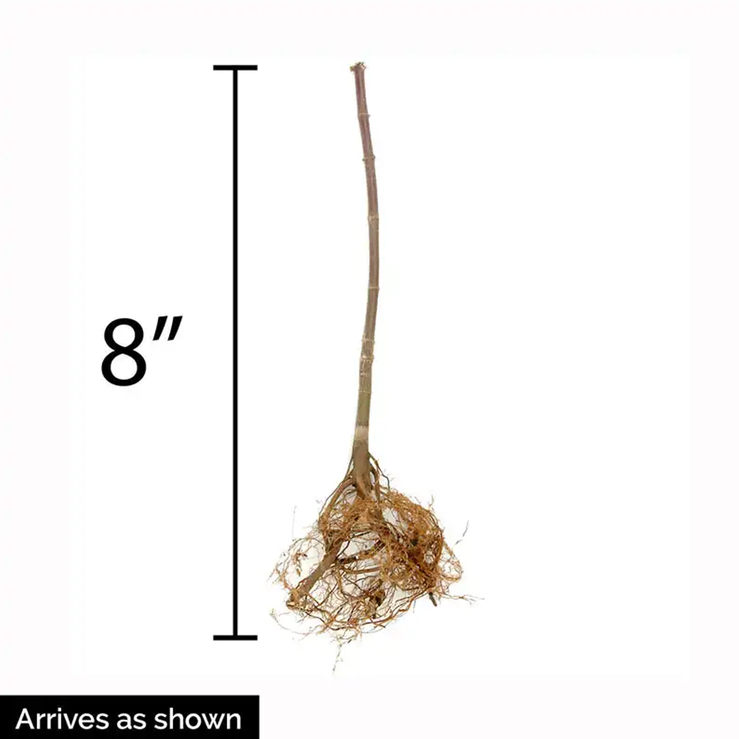 Wild Strawberry Roots - Mixed