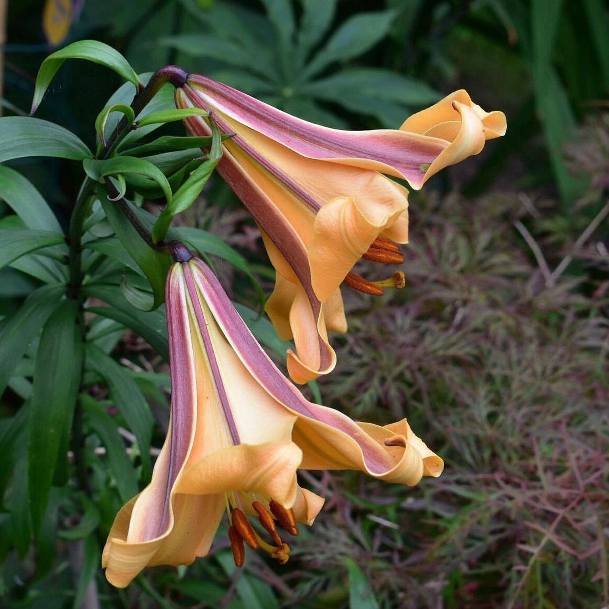 Trumpet Lily Bulbs - African Queen