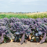 Organic Purple Brussels Sprout Seeds