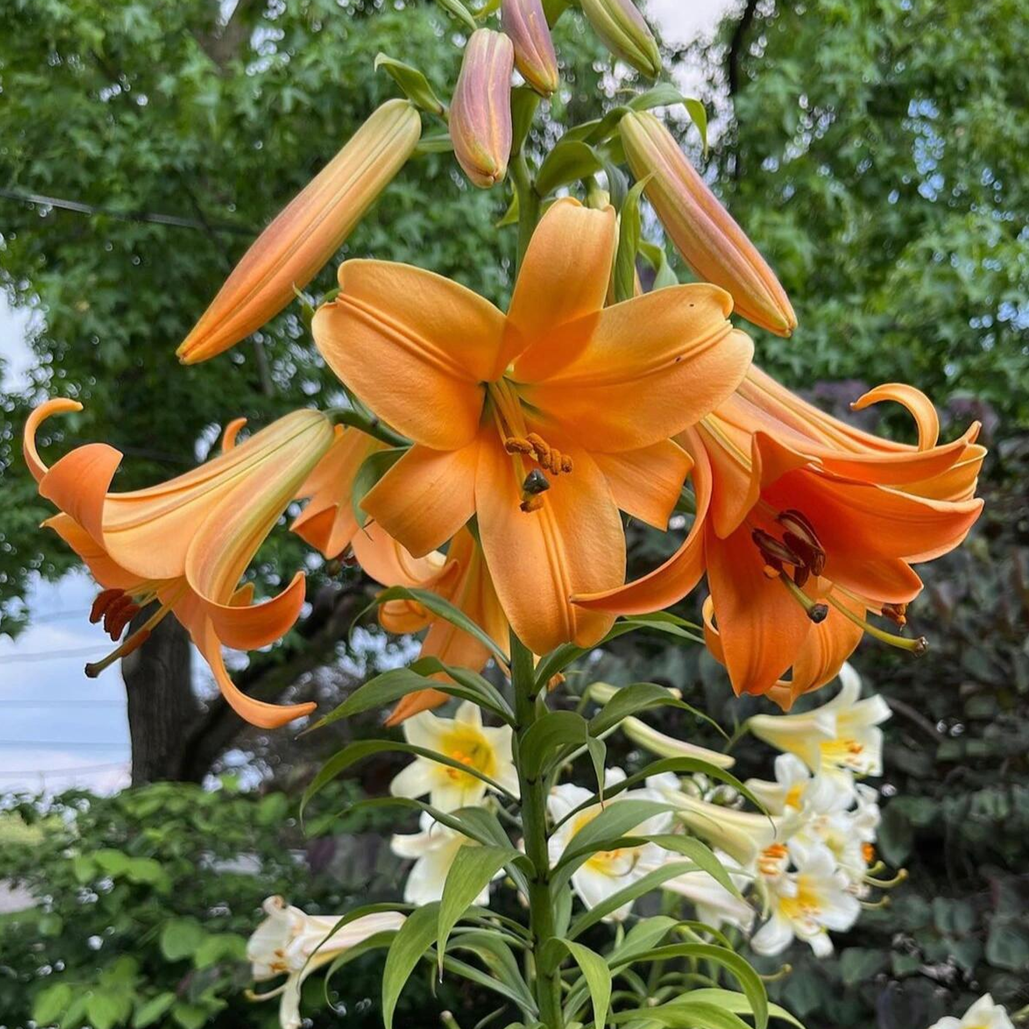 Trumpet Lily Bulbs - African Queen