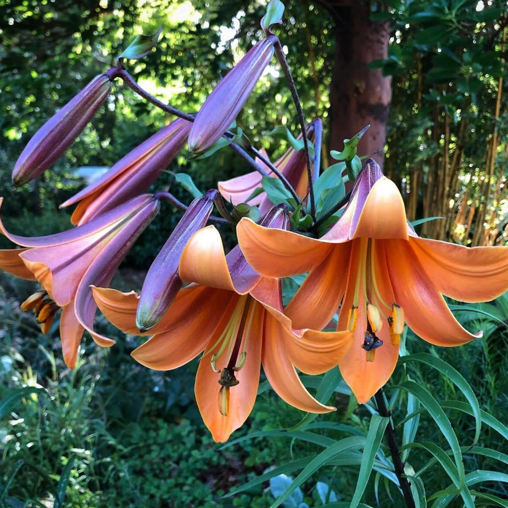 Trumpet Lily Bulbs - African Queen