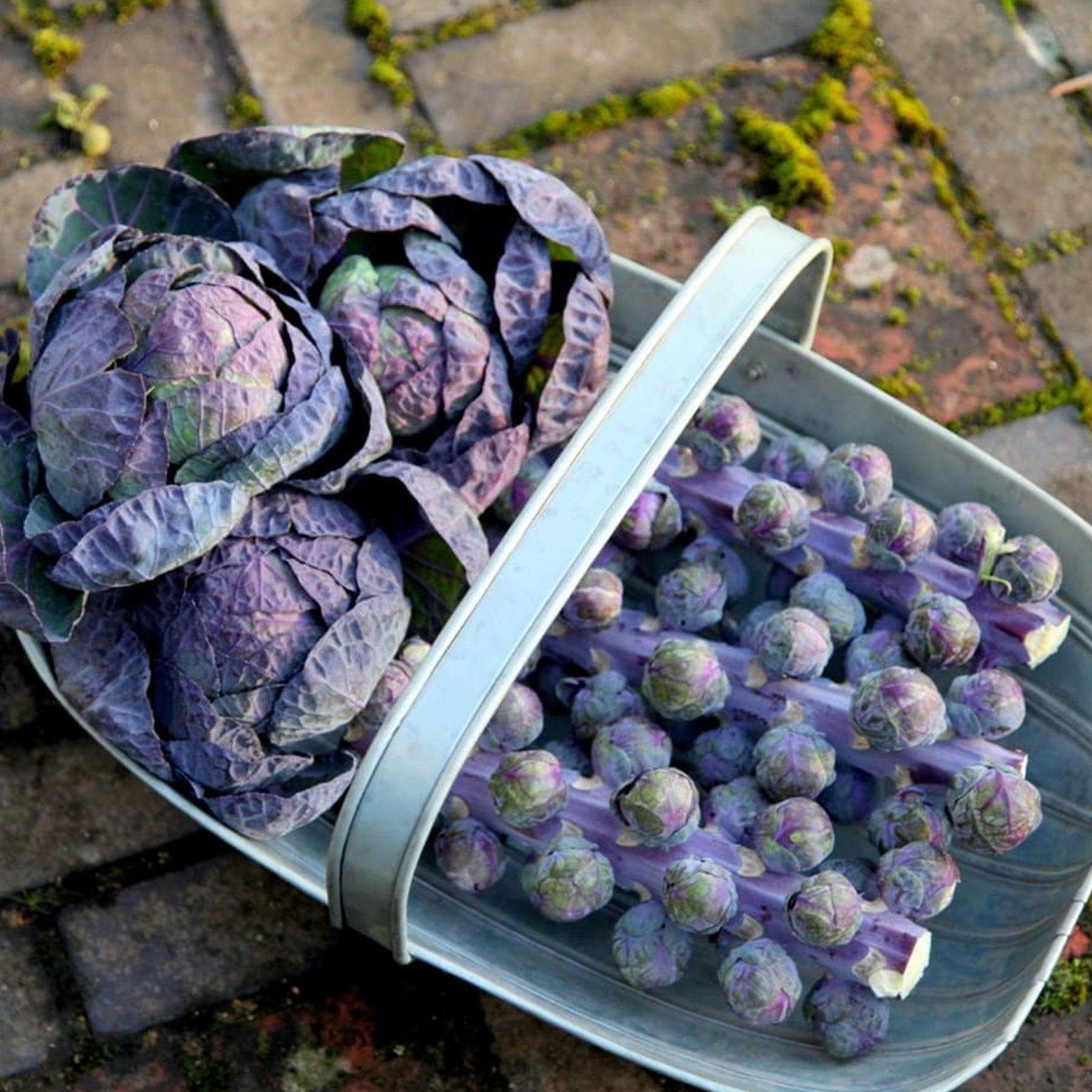 Organic Purple Brussels Sprout Seeds