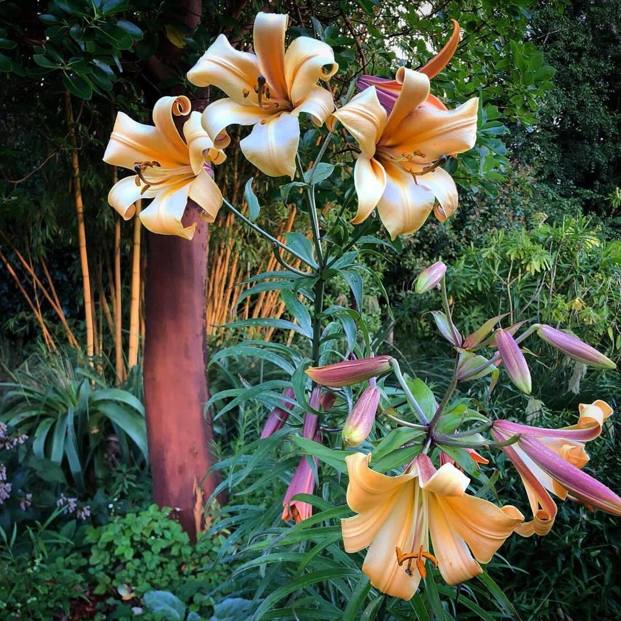Trumpet Lily Bulbs - African Queen