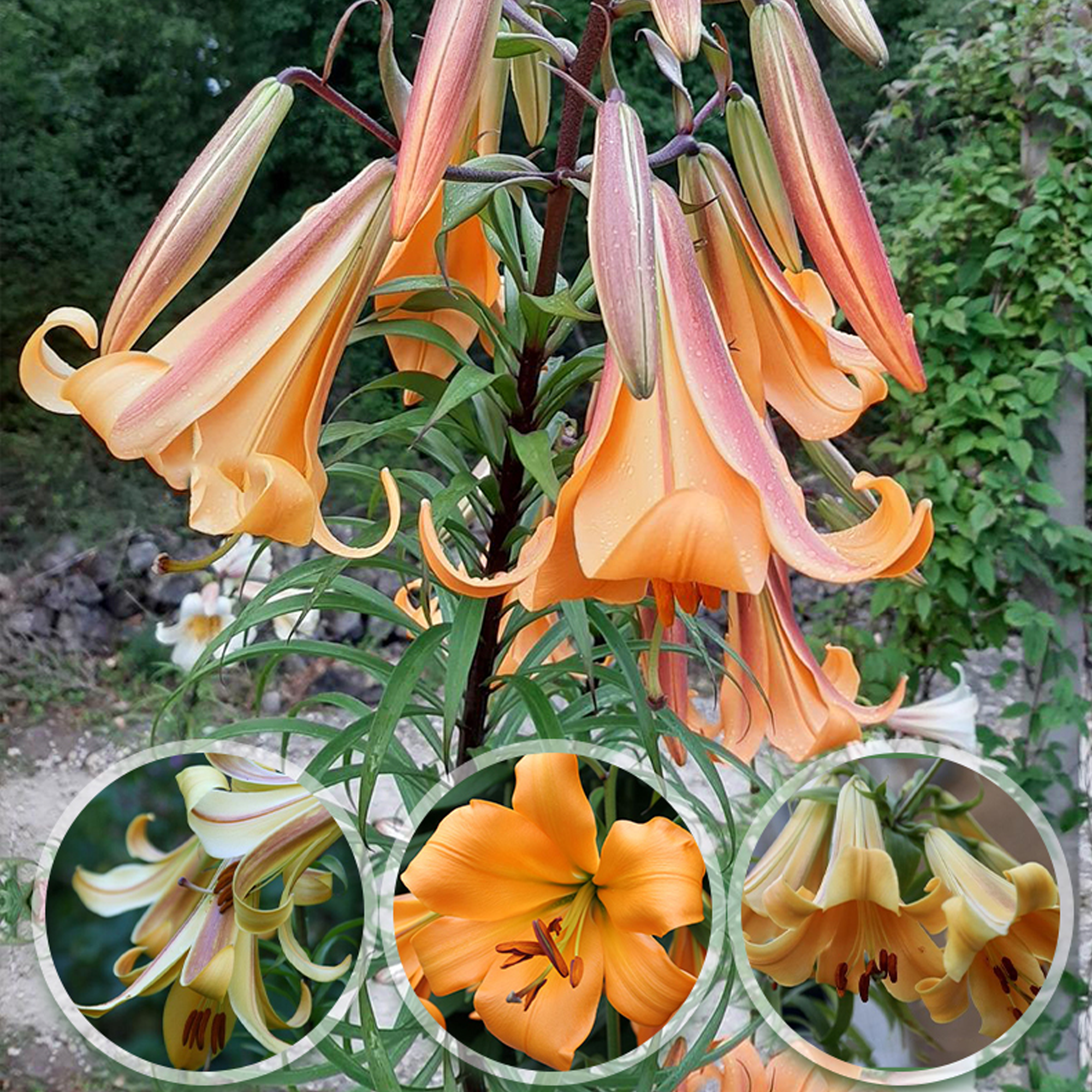 Trumpet Lily Bulbs - African Queen