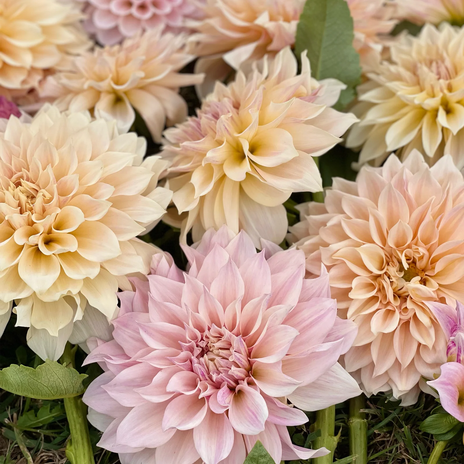 Dahlia Bulbs - Cafe Au Lait Mix