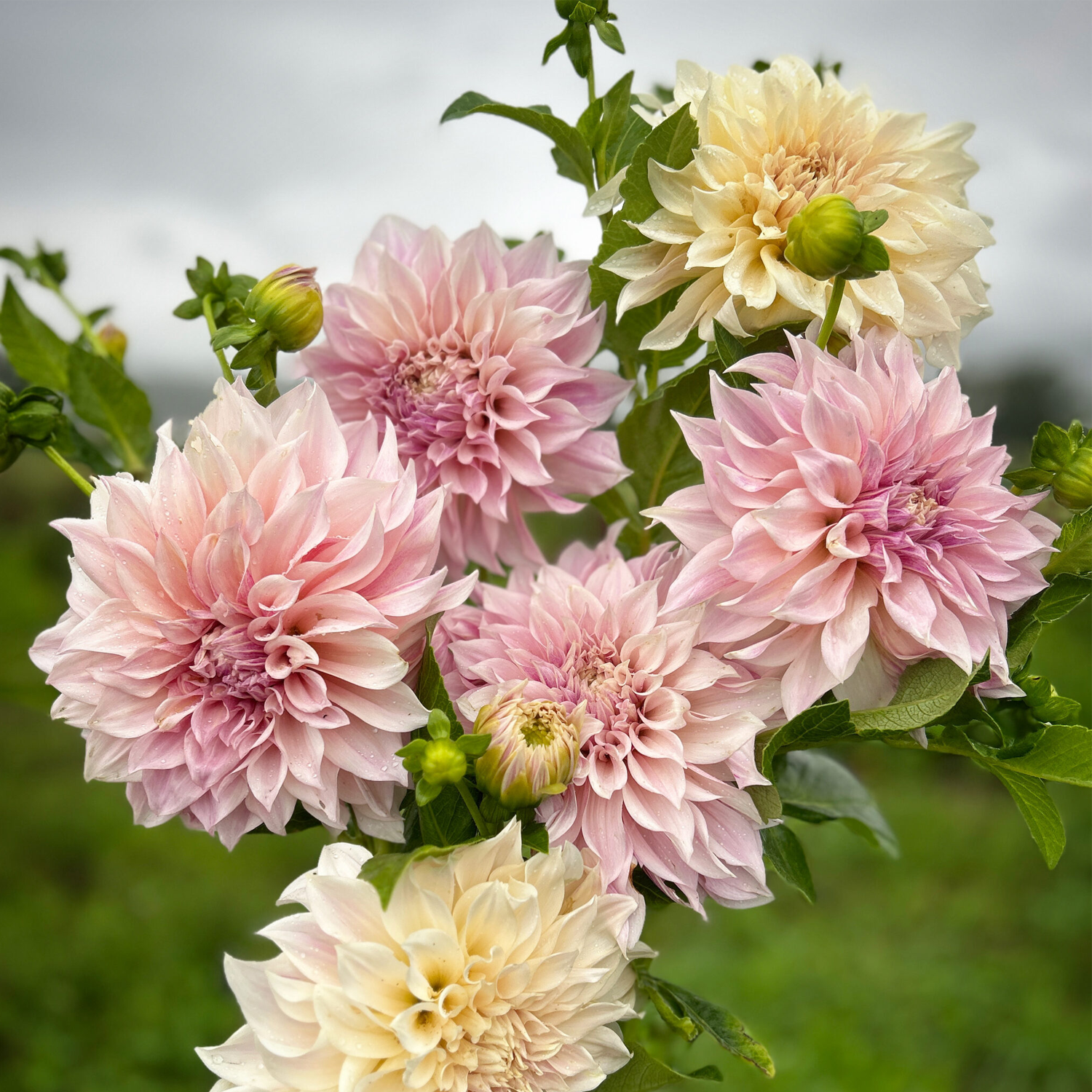 Dahlia Bulbs - Cafe Au Lait Mix