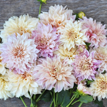 Dahlia Bulbs - Cafe Au Lait Mix