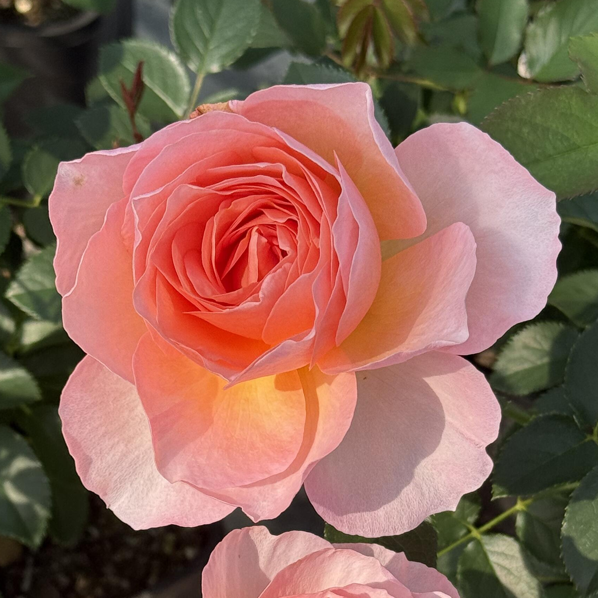 RSU Self-Bred Roses Plant- Apricot Grace