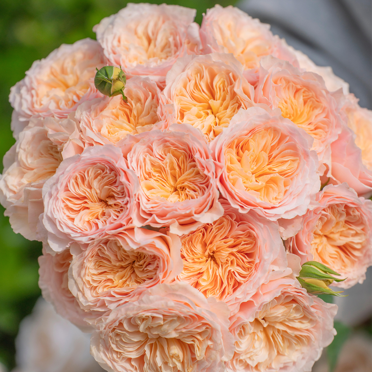 RSU Self-Bred Roses Plant- Celestelle
