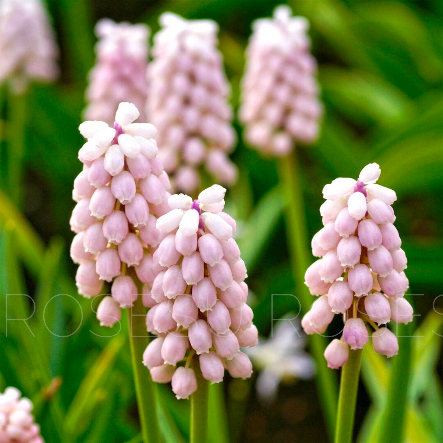 Grape Hyacinths