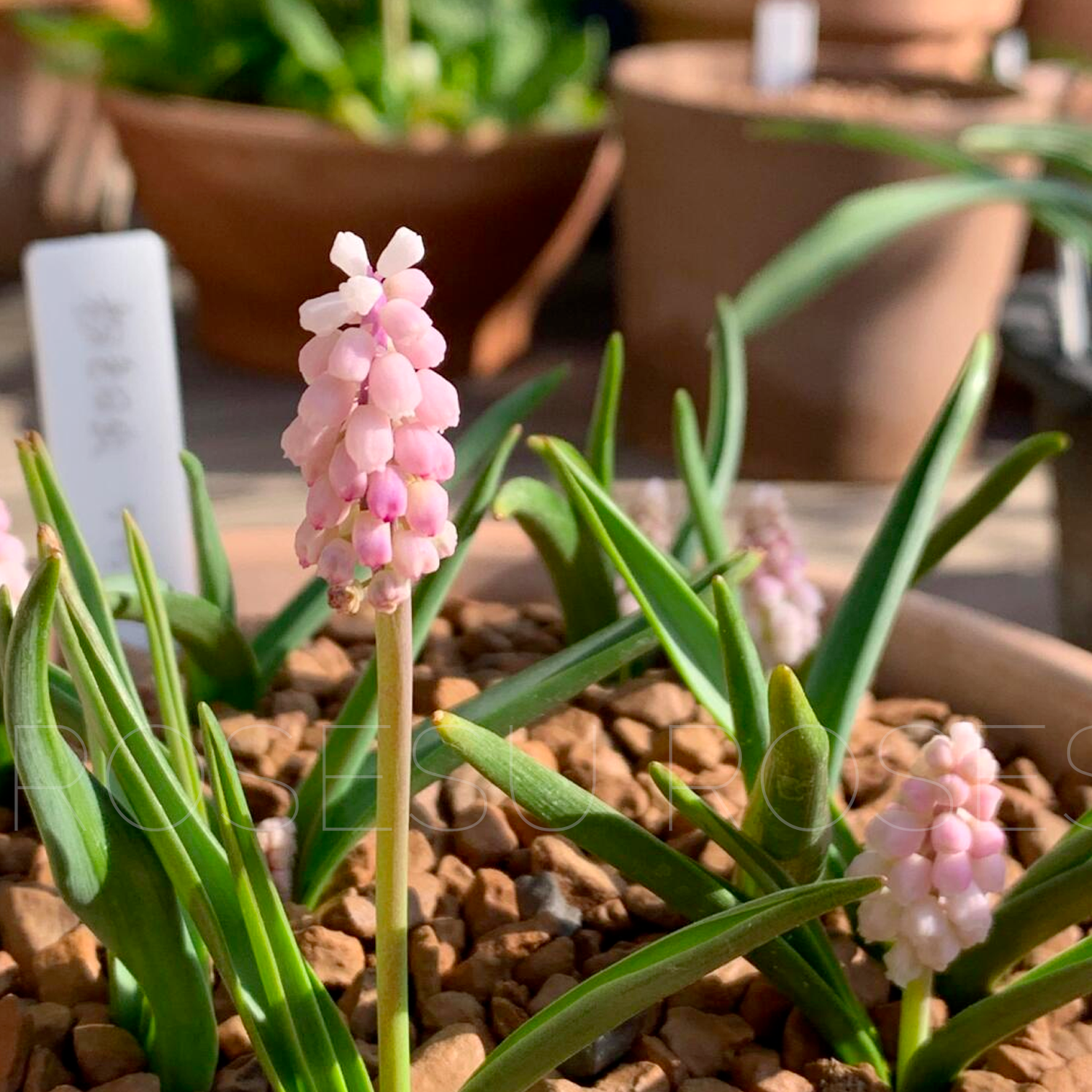 Grape Hyacinths