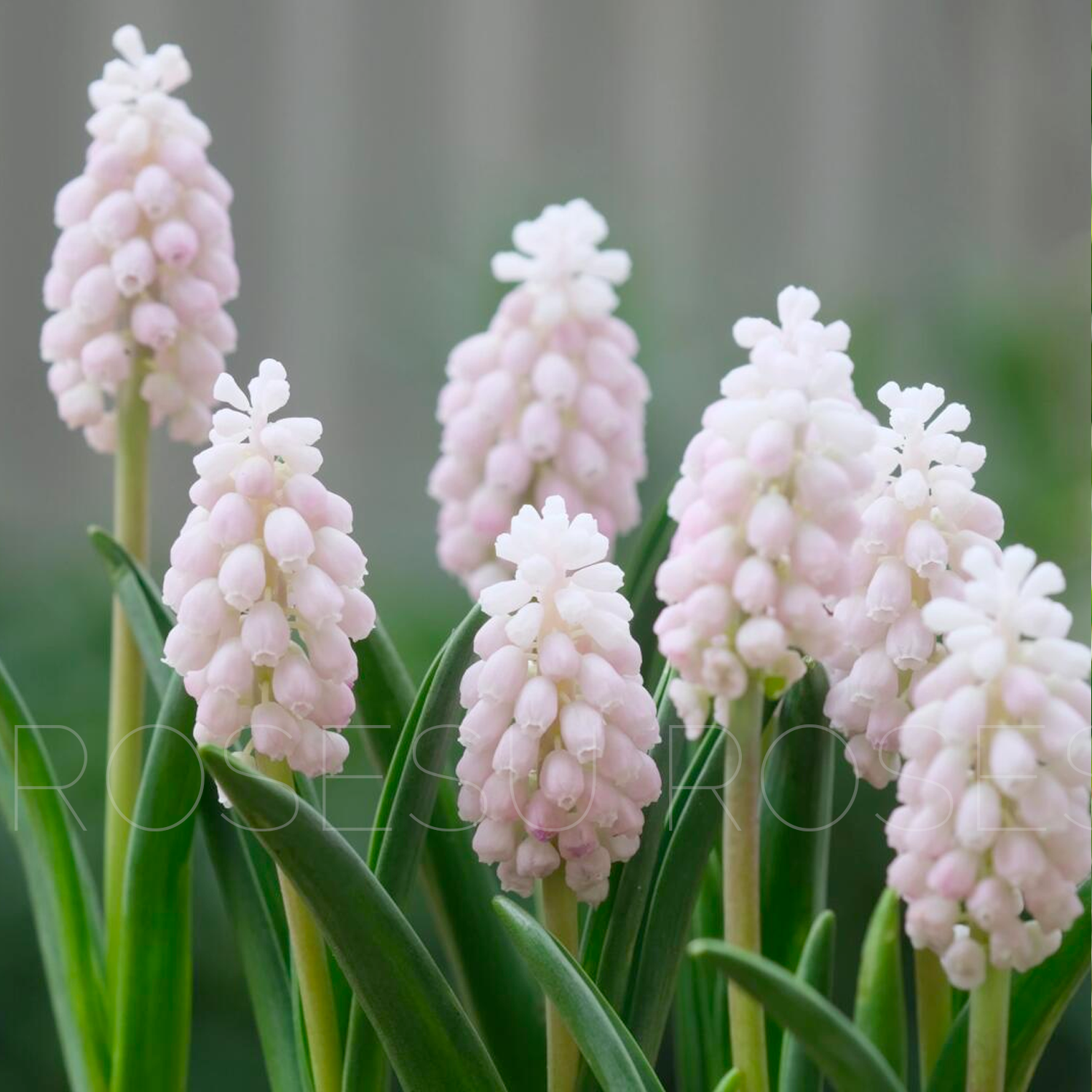 Grape Hyacinths