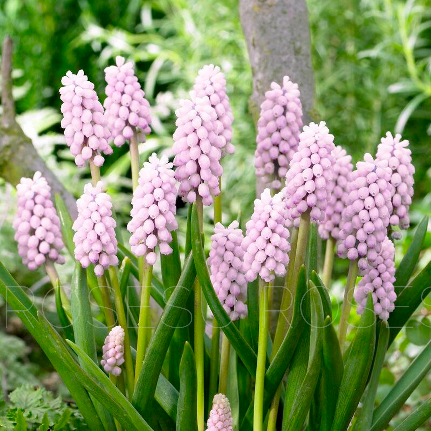 Grape Hyacinths