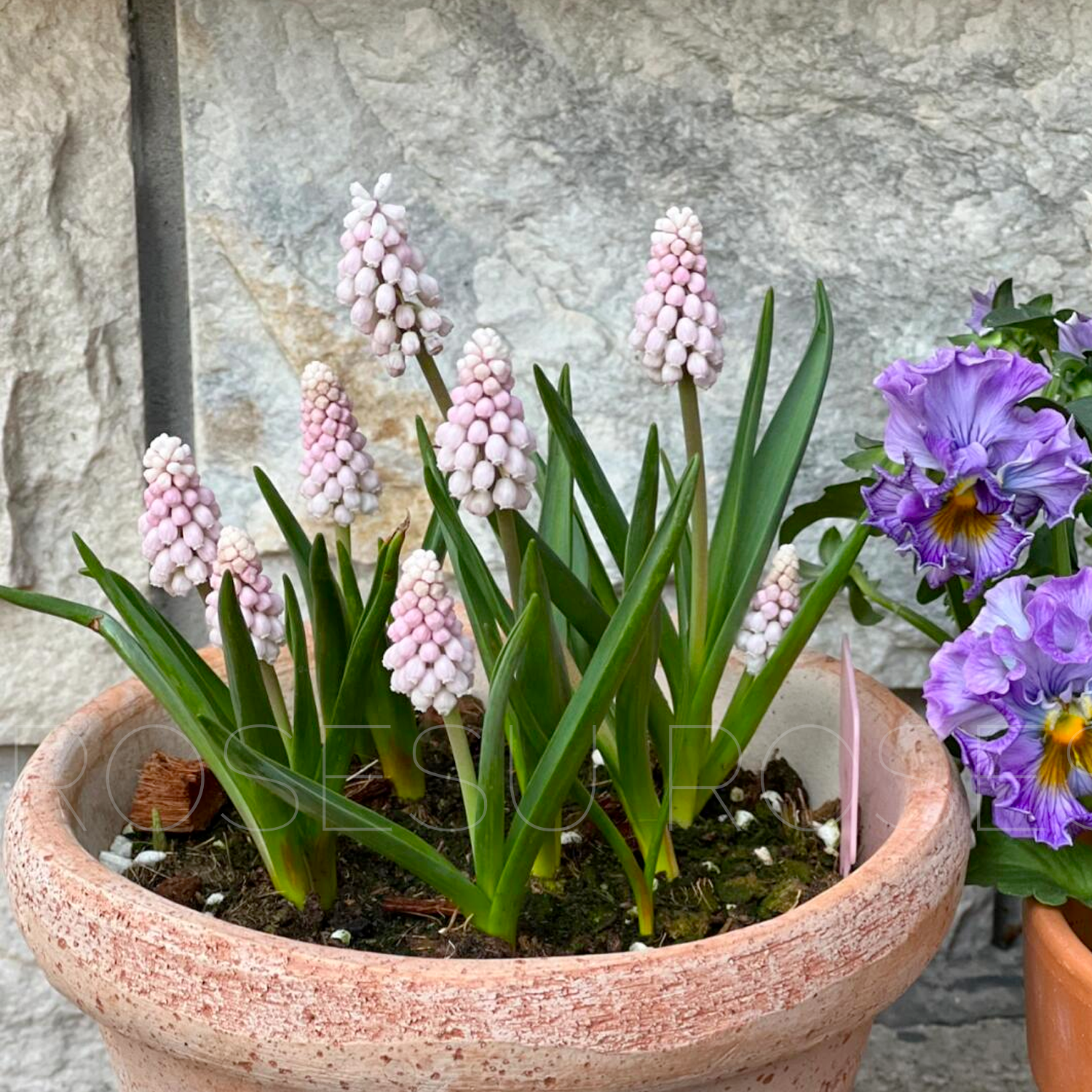 Grape Hyacinths