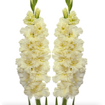 Gladiolus Flower Bulbs - Sweet Crystal