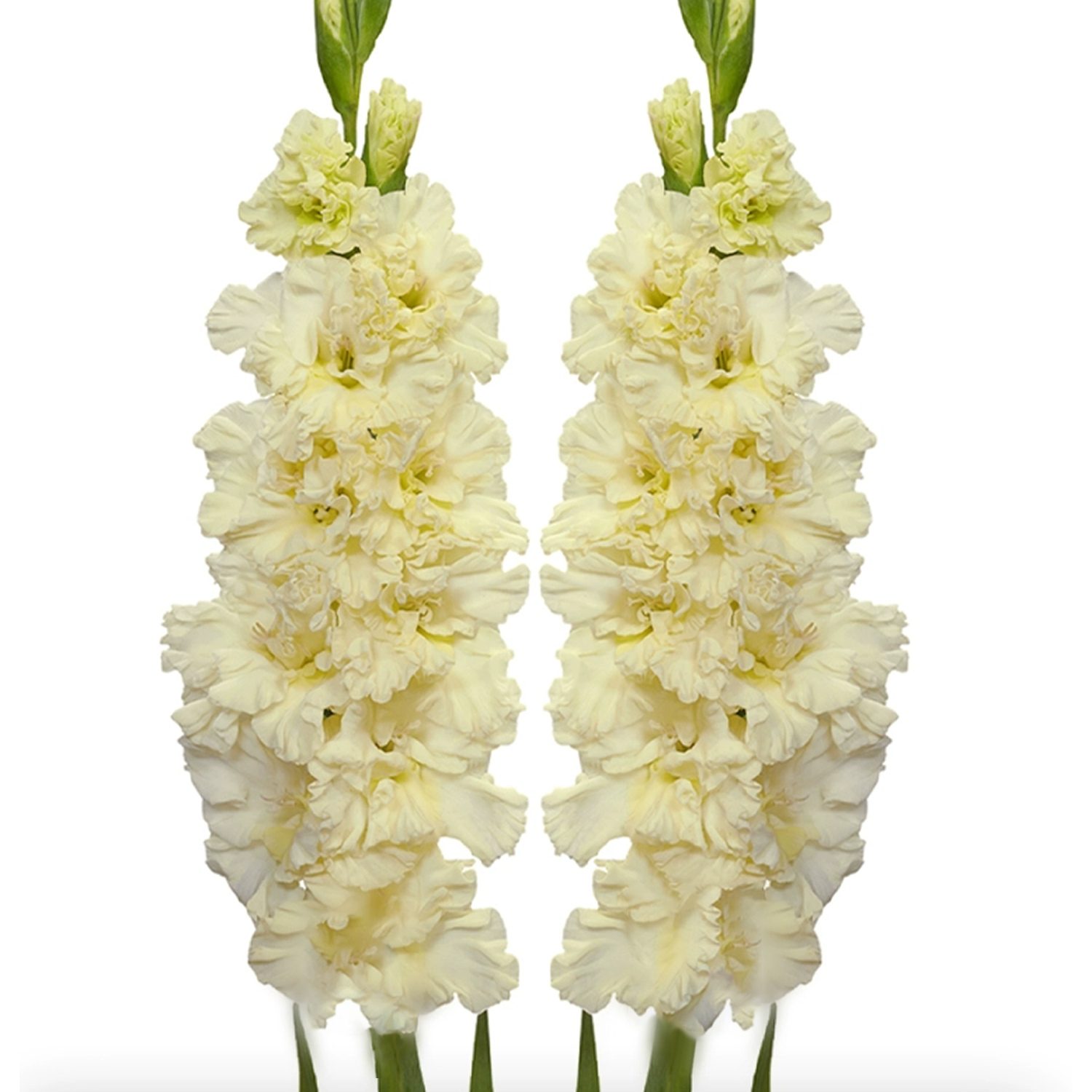 Gladiolus Flower Bulbs - Sweet Crystal